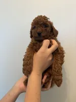 Milo, a male Poodle - Toy  for sale in Bensalem Township, PA – Photo 1 of 5