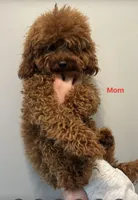 Milo, a male Poodle - Toy  for sale in Bensalem Township, PA – Photo 5 of 5