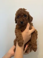 Milo, a male Poodle - Toy  for sale in Bensalem Township, PA – Photo 2 of 5