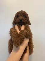 Milo, a male Poodle - Toy  for sale in Bensalem Township, PA – Photo 3 of 5