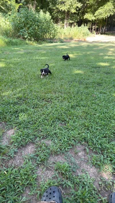 No name , a male American Bully for sale in West Point, MS – 3 of 4