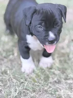 No name , a male American Bully for sale in West Point, MS – 2 of 5