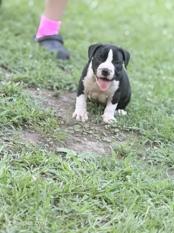 No name  – American Bully puppy for sale in West Point, MS