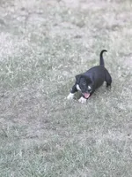 No name , a male American Bully for sale in West Point, MS – 3 of 5