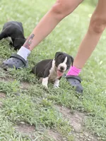 No name , a male American Bully for sale in West Point, MS – 4 of 4