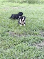 No name , a male American Bully for sale in West Point, MS – 4 of 5