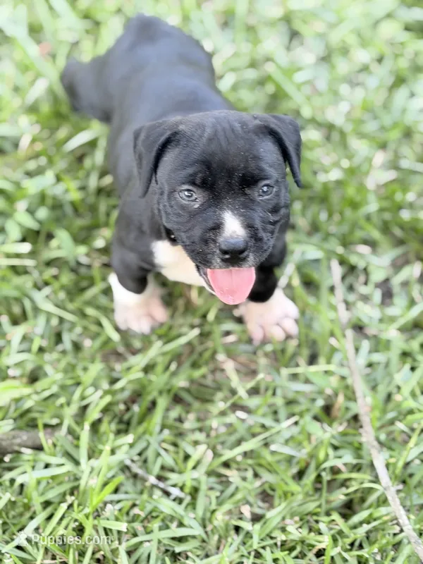 No name  – American Bully puppy for sale in West Point, MS