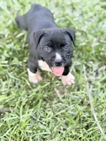 No name , a male American Bully for sale in West Point, MS – 1 of 5