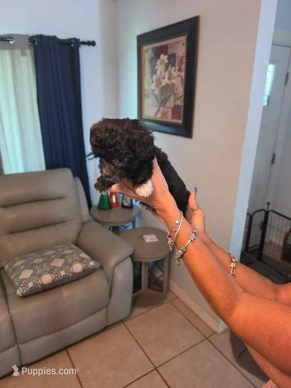 Male 1 – Sheepadoodle puppy for sale in Lakeland, FL