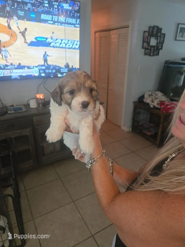 Daisy  – Miniature Bernedoodle puppy for sale in Lakeland, FL