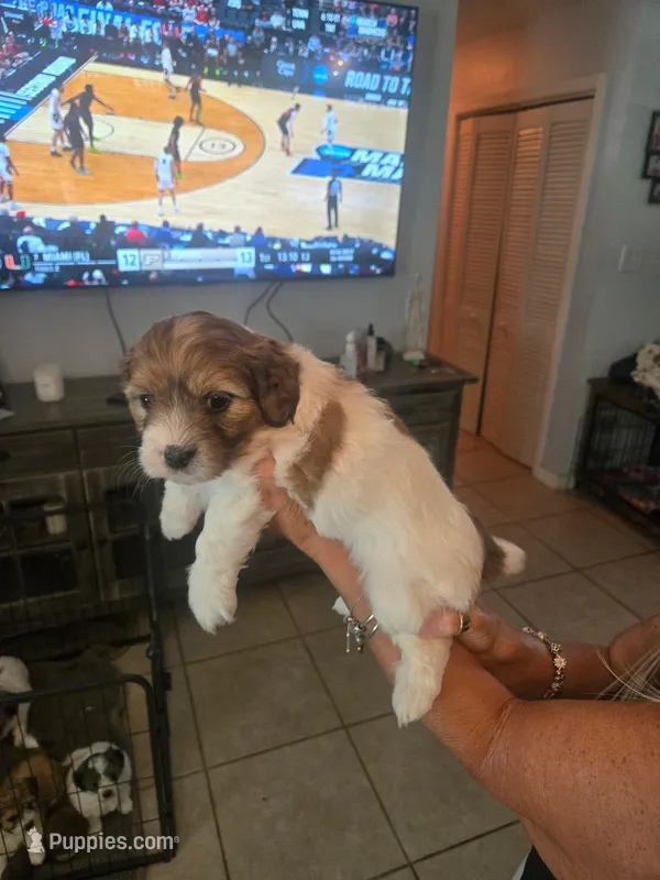 Minnie  – Miniature Bernedoodle puppy for sale in Lakeland, FL