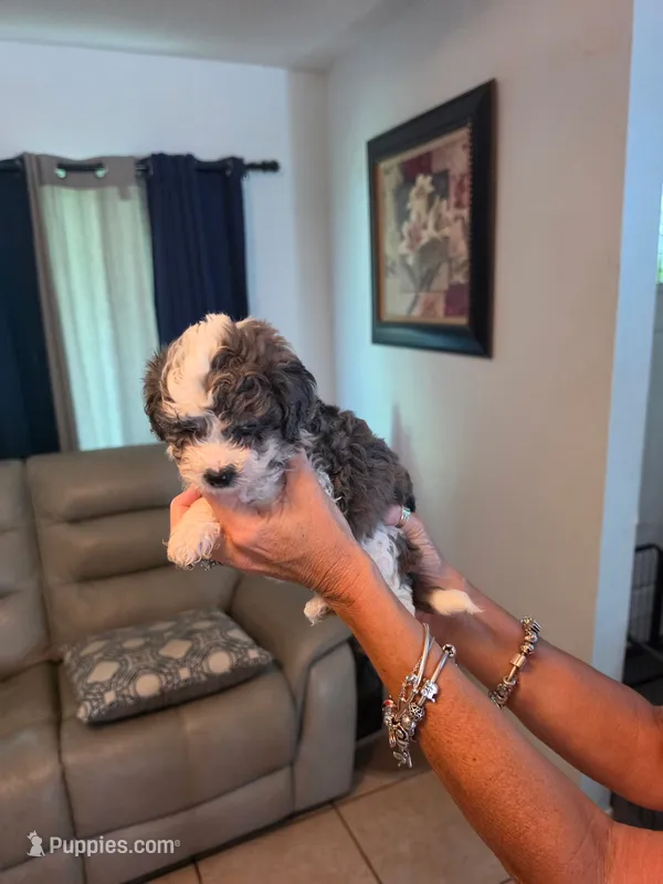 Female 3 – Sheepadoodle puppy for sale in Lakeland, FL
