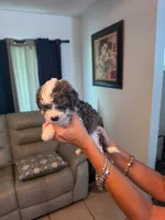 Female 3, a female Sheepadoodle for sale in Lakeland, FL – 1 of 1