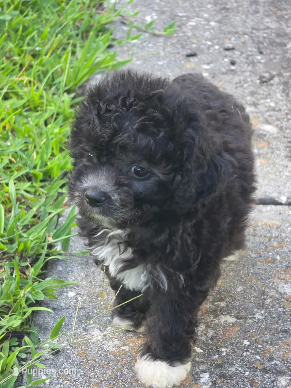 Male 1 – Sheepadoodle puppy for sale in Lakeland, FL
