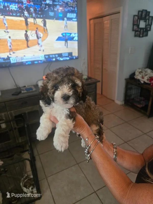 Duffy – Miniature Bernedoodle puppy for sale in Lakeland, FL