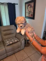 Male 2, a male Sheepadoodle for sale in Lakeland, FL – 1 of 1