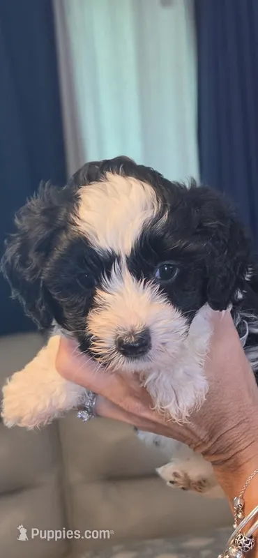 Female 2 – Sheepadoodle puppy for sale in Lakeland, FL