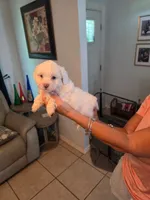 Female 1, a female Sheepadoodle for sale in Lakeland, FL – 1 of 1