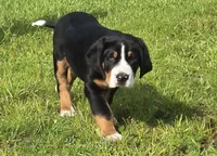 Speck, a female Greater Swiss Mountain Dog for sale in Orlando, FL – 2 of 7