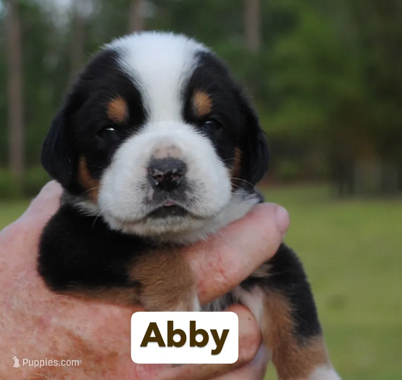 Abby – Greater Swiss Mountain Dog puppy for sale in Orlando, FL