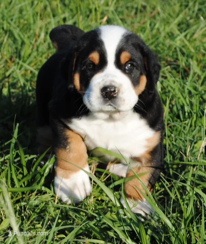 Abby – Greater Swiss Mountain Dog puppy for sale in Orlando, FL