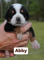 Abby, a female Greater Swiss Mountain Dog for sale in Orlando, FL – 2 of 5
