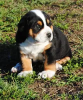 Bibi, a female Greater Swiss Mountain Dog for sale in Orlando, FL – 2 of 3