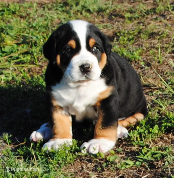 Bibi – Greater Swiss Mountain Dog puppy for sale in Orlando, FL
