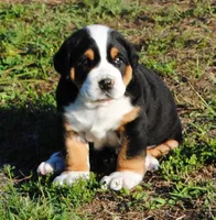 Bibi, a female Greater Swiss Mountain Dog for sale in Orlando, FL – 1 of 3