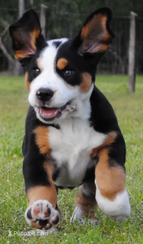 Luna – Greater Swiss Mountain Dog puppy for sale in Orlando, FL