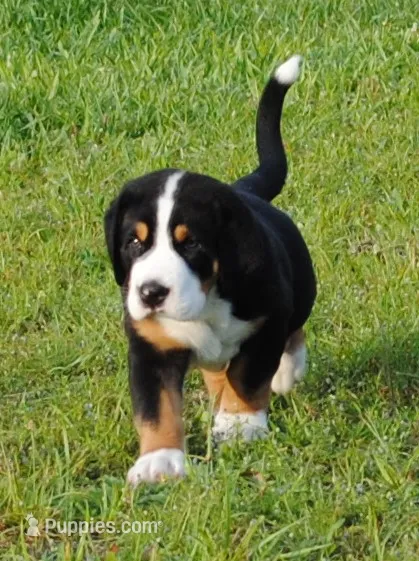 Toby – Greater Swiss Mountain Dog puppy for sale in Orlando, FL