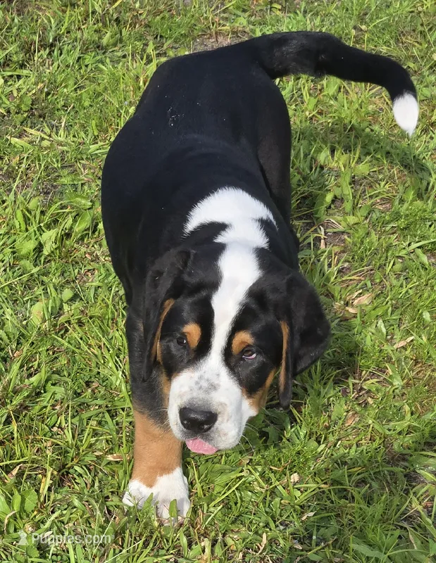 Bibi – Greater Swiss Mountain Dog puppy for sale in Orlando, FL