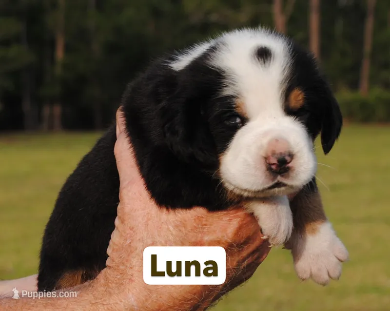 Luna – Greater Swiss Mountain Dog puppy for sale in Orlando, FL