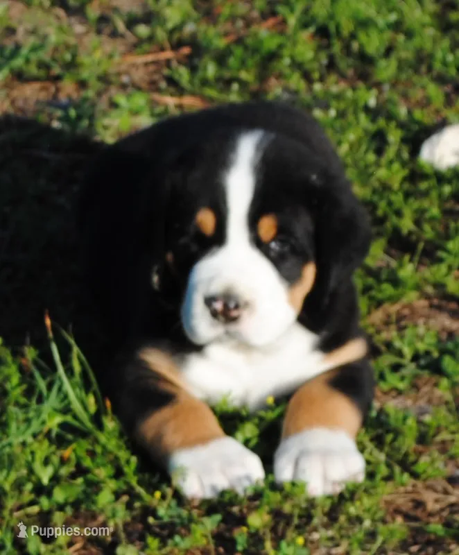 Toby – Greater Swiss Mountain Dog puppy for sale in Orlando, FL