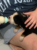 Abby, a female Greater Swiss Mountain Dog for sale in Orlando, FL – 5 of 5