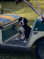 Toby, a male Greater Swiss Mountain Dog for sale in Orlando, FL – 5 of 5