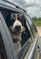 Luna, a female Greater Swiss Mountain Dog for sale in Orlando, FL – 3 of 3