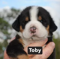 Toby, a male Greater Swiss Mountain Dog for sale in Orlando, FL – 2 of 5