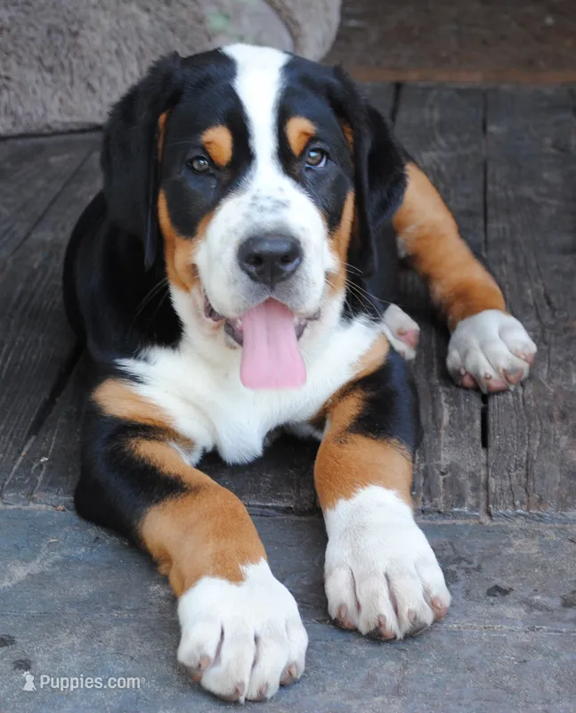 Bibi – Greater Swiss Mountain Dog puppy for sale in Orlando, FL
