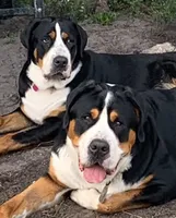 Cooper, a male Greater Swiss Mountain Dog for sale in Orlando, FL – 3 of 6