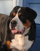 Abby, a female Greater Swiss Mountain Dog for sale in Orlando, FL – 3 of 5