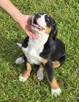 Speck, a female Greater Swiss Mountain Dog for sale in Orlando, FL – 3 of 7