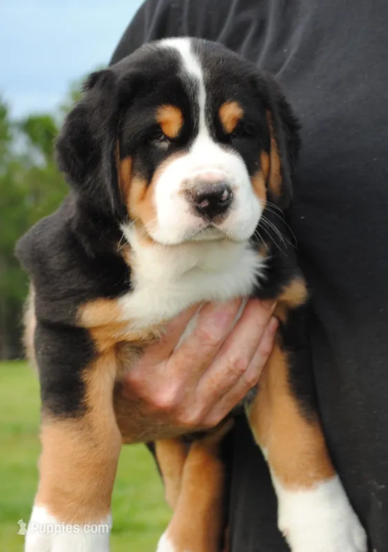 Cooper – Greater Swiss Mountain Dog puppy for sale in Orlando, FL