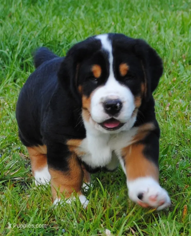 Cooper – Greater Swiss Mountain Dog puppy for sale in Orlando, FL