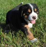 Cooper, a male Greater Swiss Mountain Dog for sale in Orlando, FL – 1 of 6
