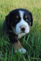 Speck, a female Greater Swiss Mountain Dog for sale in Orlando, FL – 4 of 7