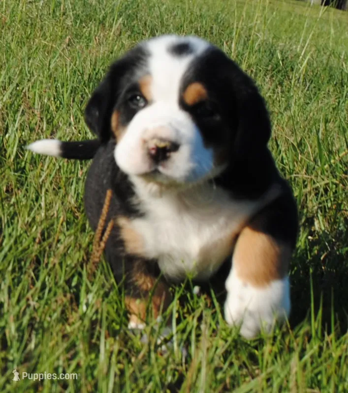 Luna – Greater Swiss Mountain Dog puppy for sale in Orlando, FL