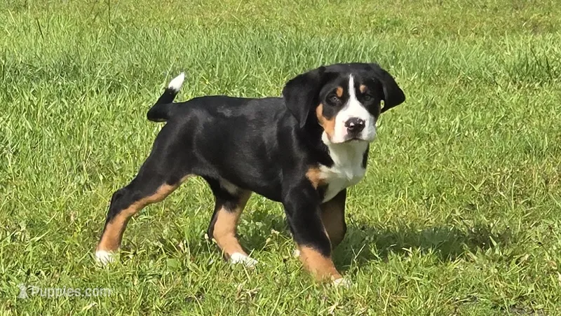 Speck – Greater Swiss Mountain Dog puppy on hold in Orlando, FL