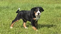 Speck, a female Greater Swiss Mountain Dog for sale in Orlando, FL – 1 of 7