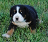 Speck, a female Greater Swiss Mountain Dog for sale in Orlando, FL – 6 of 7